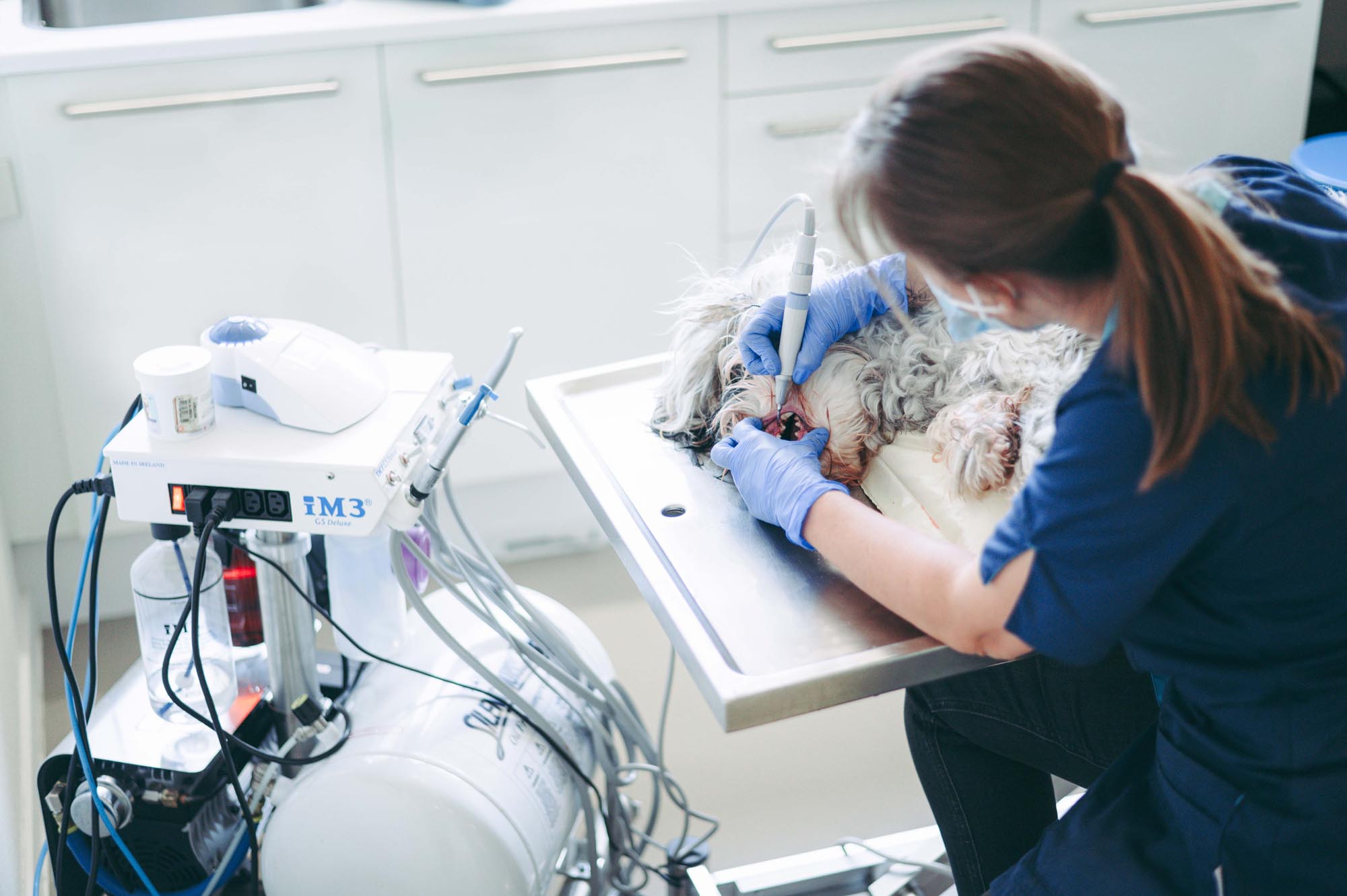 tandheelkunde, detartratie hond